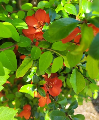 Image of Japanese Quince