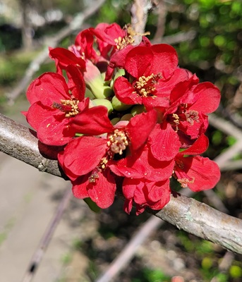 Image of Flowering Quince