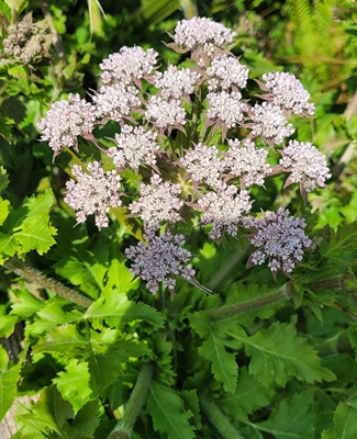 Image of Hairy Chervil
