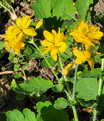 Image of Greater Celandine