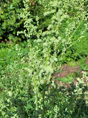 Image of Wild Spinach