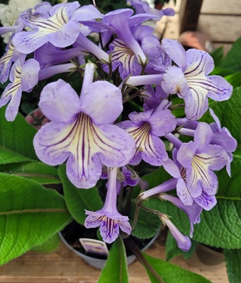 Image of Chirita Fimbrisepala