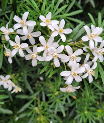 Image of Mexican Orange