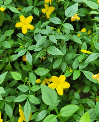 Image of Yellow Jasmine