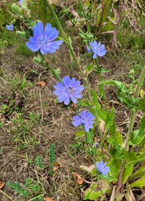 Image of Chicory