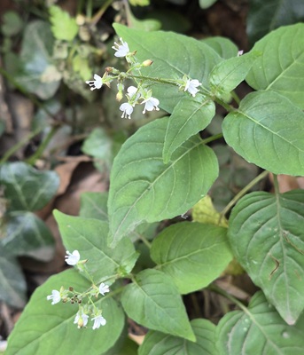 Image of Enchanter's Nightshade