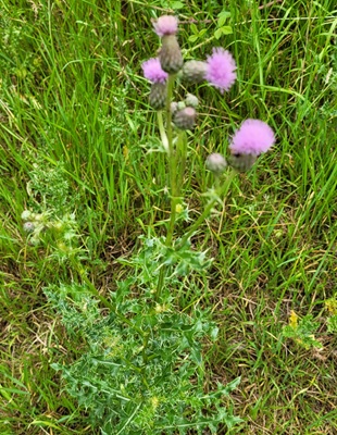 Image of Creeping Thistle