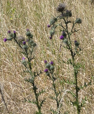 Image of Spear Thistle