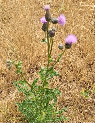 Creeping Thistle