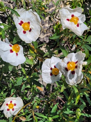 Image of Gum Rockrose