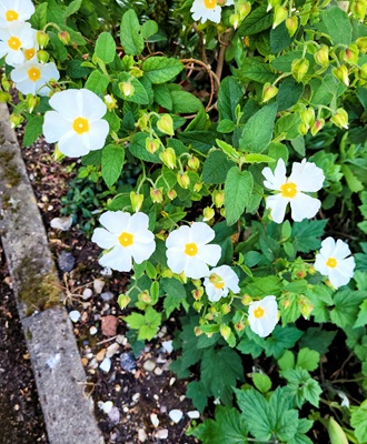 Image of Sageleaf Rock-rose