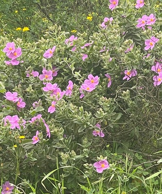 Image of Grey-leaved Cistus