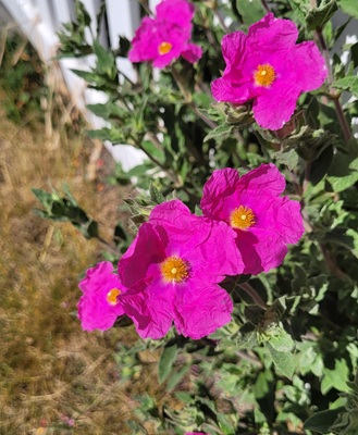 Image of Curled-leaved Rock-rose
