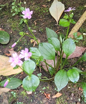 Image of Siberian Spring Beauty