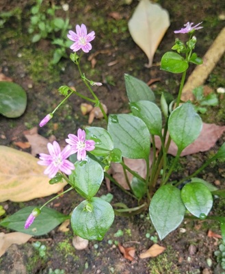 Siberian Spring Beauty