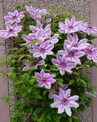 Image of Asian Clematis
