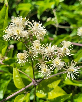 Image of Old Man's Beard