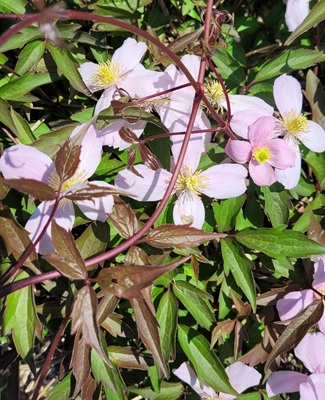 Image of Mountain Clematis
