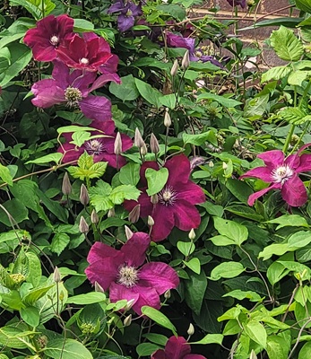 Purple Clematis
