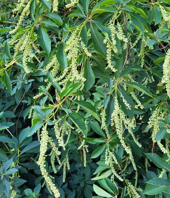 Image of Summersweet