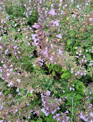 Image of Basil Thyme