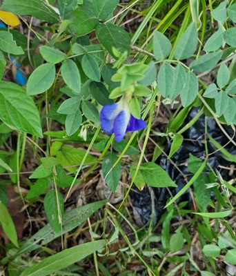 Butterfly Pea