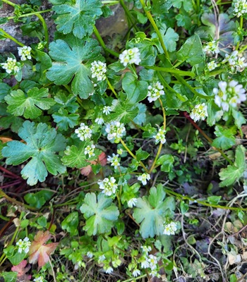 Image of Danish Scurvy-grass