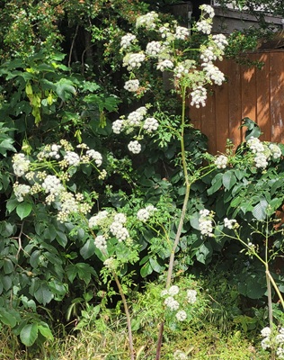 Poison Hemlock