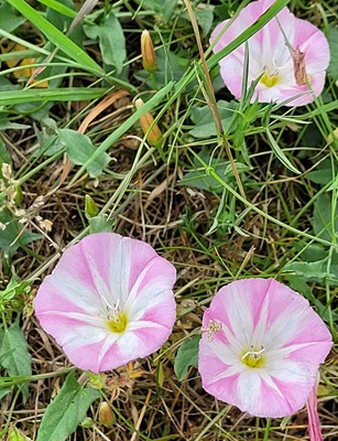Image of Field Bindweed
