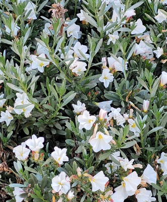 Silverbush