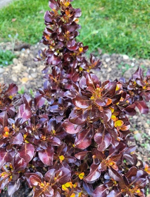 Image of Mirror Plant