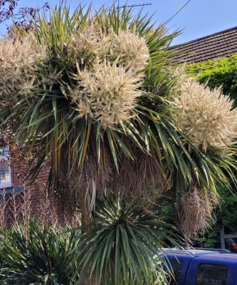 Image of Cabbage Palm