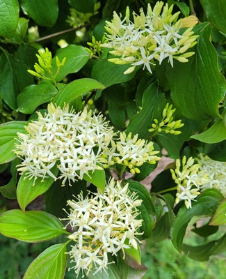 Image of Common Dogwood