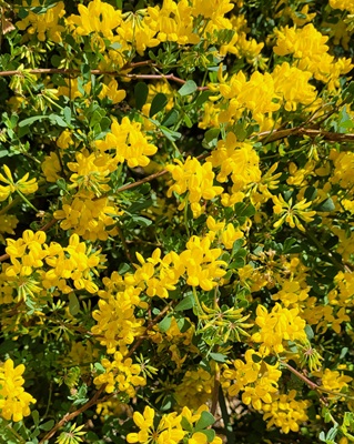 Image of Shrubby Cownvetch