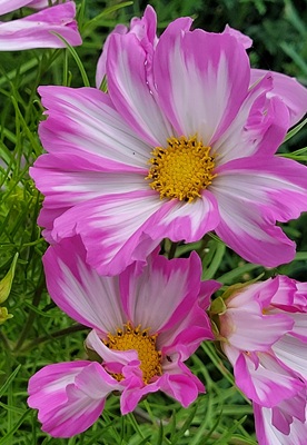 Image of Garden Cosmos