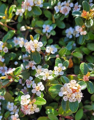 Image of Bearberry Cotoneaster