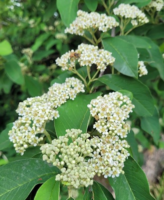 Image of Large-leaved Cotoneaster