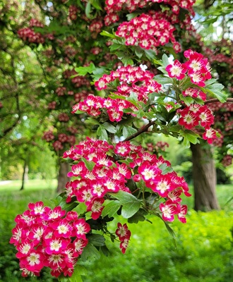 Image of English Hawthorn
