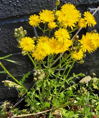 Image of Beaked Hawk's-beard