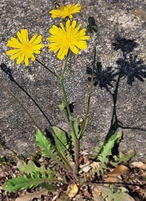 Image of Smooth Hawksbeard