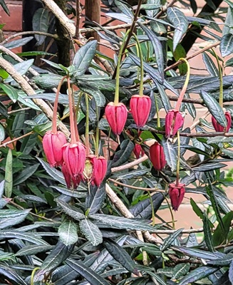 Chile Lantern Tree