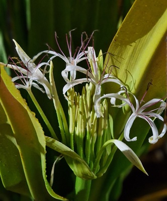 Asiatic Poison Bulb