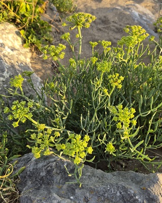 Image of Rock Samphire