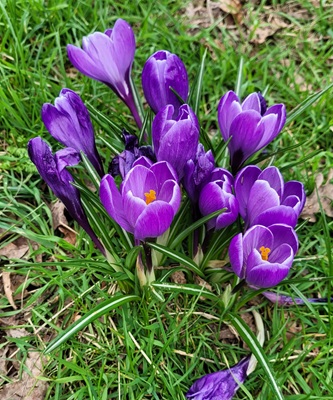 Image of Dutch Crocus