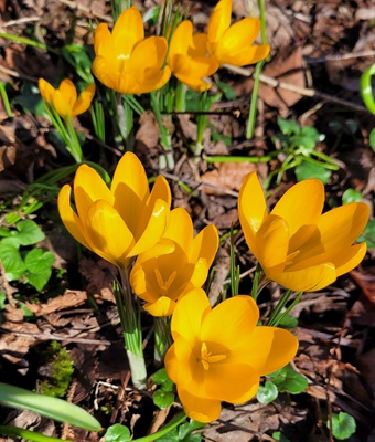Image of Golden Crocus
