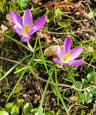 Image of Woodland Crocus
