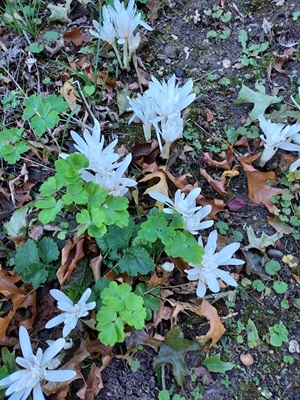 Image of Autumn Crocus