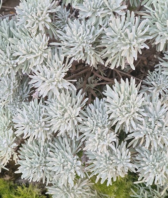 Chinese Wormwood