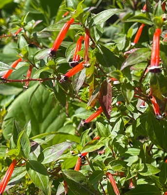 Image of Cigar Plant