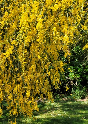 Image of Scotch Broom